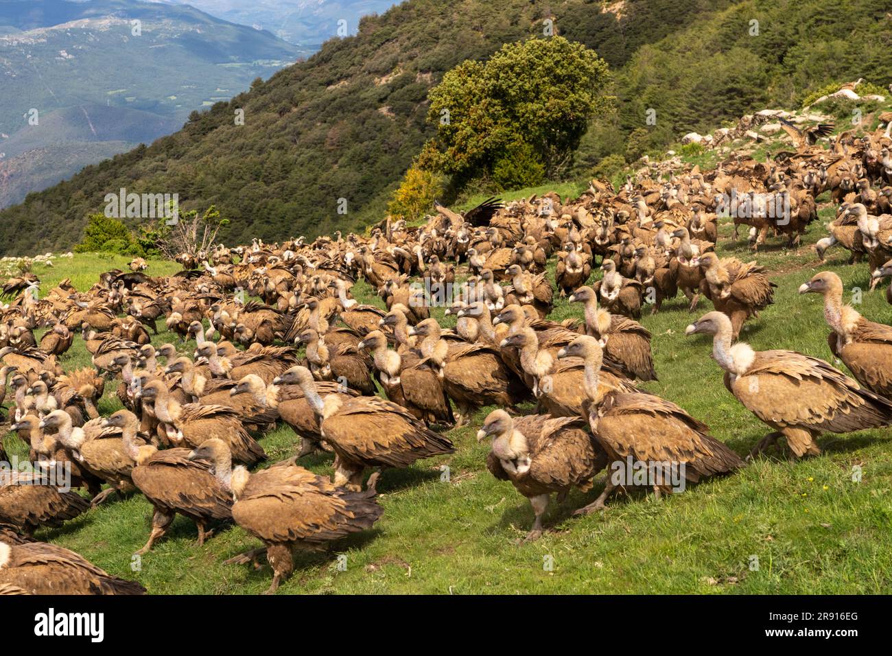 Gregge di Griffon Vulture nei Pirenei, Spagna Foto Stock