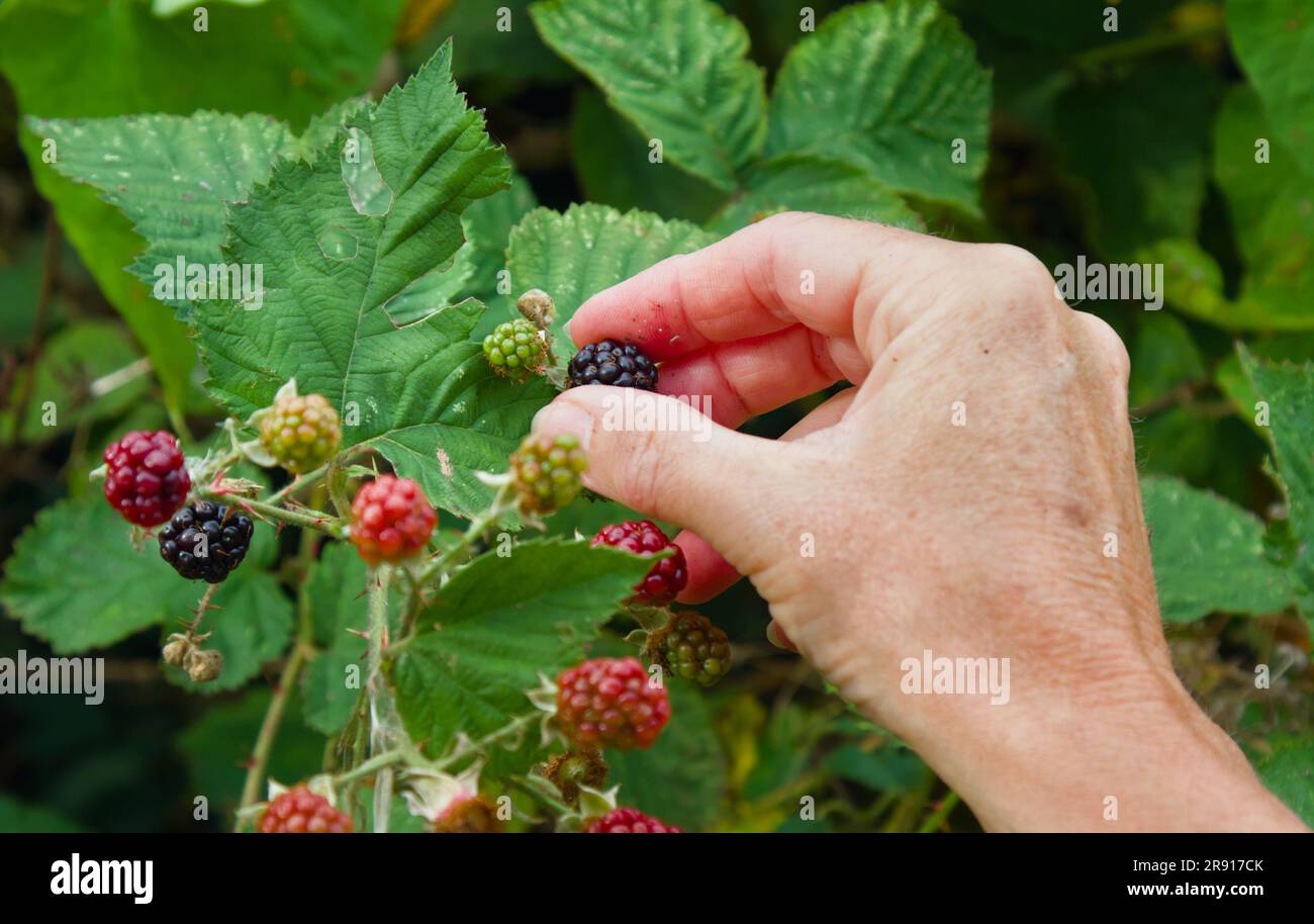 Mano e braccio di Una persona che raccoglie frutti di mora da Un Bush di mora, Inghilterra, Regno Unito Foto Stock