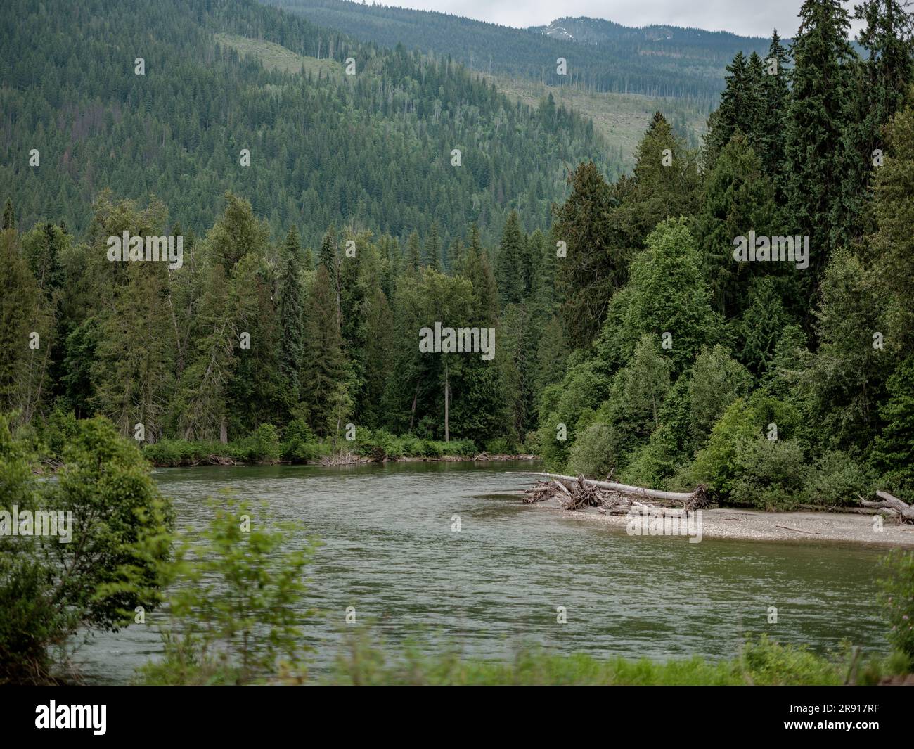 Il fiume Eagle vicino a Craigellachie, British Columbia, Canada. Foto Stock