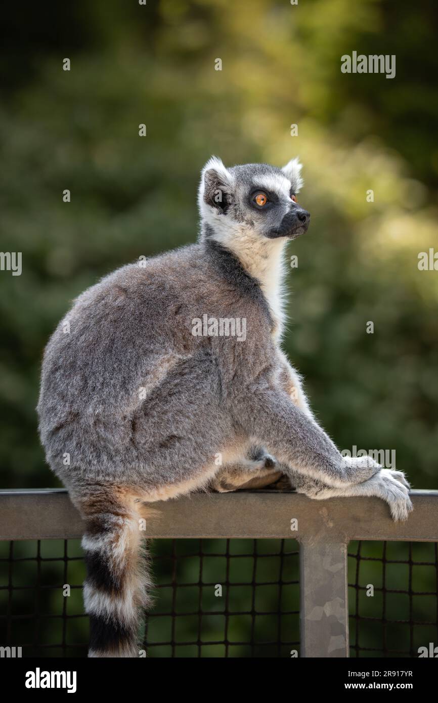 Alert Lemur con coda ad anello si trova nello zoo. Bellissimo Ritratto verticale di Lemur Catta nel giardino zoologico. Animali selvatici pelosi all'aperto. Foto Stock