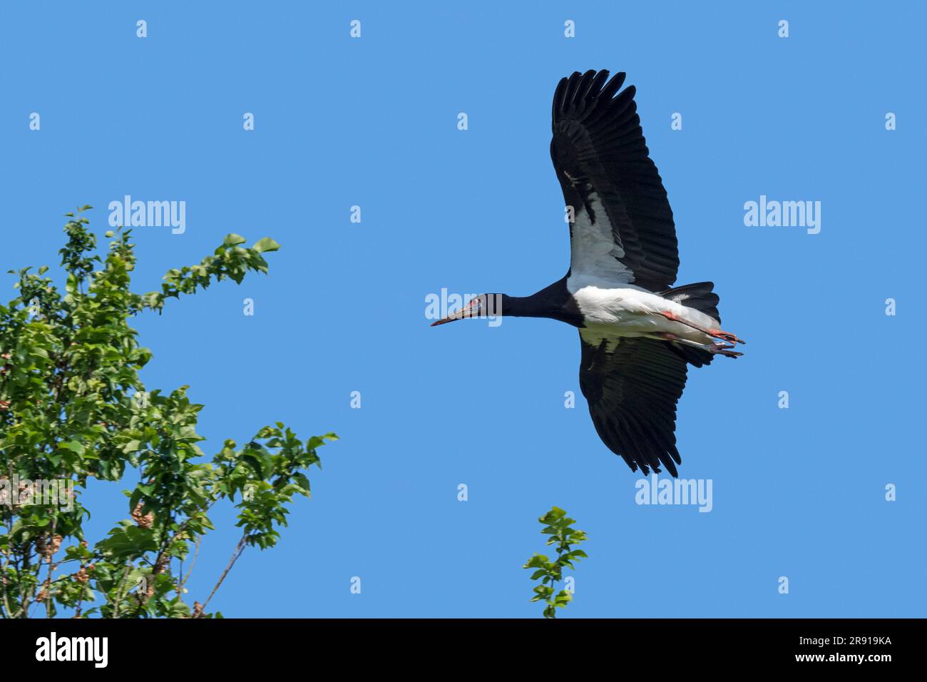 La cicogna di Abdim/cicogna dai bagliori bianchi (Ciconia abdimii) in volo contro il cielo blu, originaria dell'Africa subsahariana e dello Yemen Foto Stock
