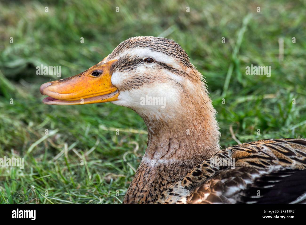 Rouen / Rodano anatra, ritratto ravvicinato di una femmina, razza francese di anatre domesticate allevate principalmente per la carne in Francia Foto Stock