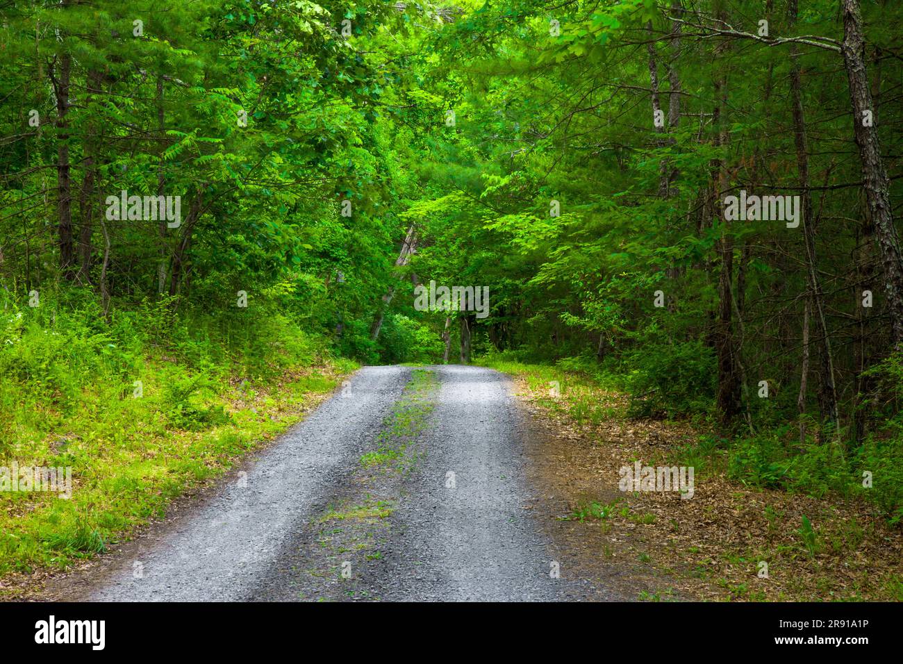 Una strada di campagna che attraversa una foresta estiva nelle Pocono Mountains di Pennsaylvania. Foto Stock