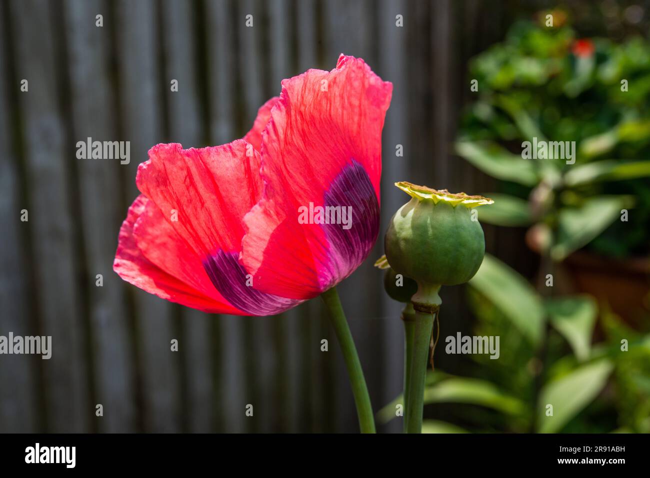 fiore di papavero e pode di seme. Foto Stock