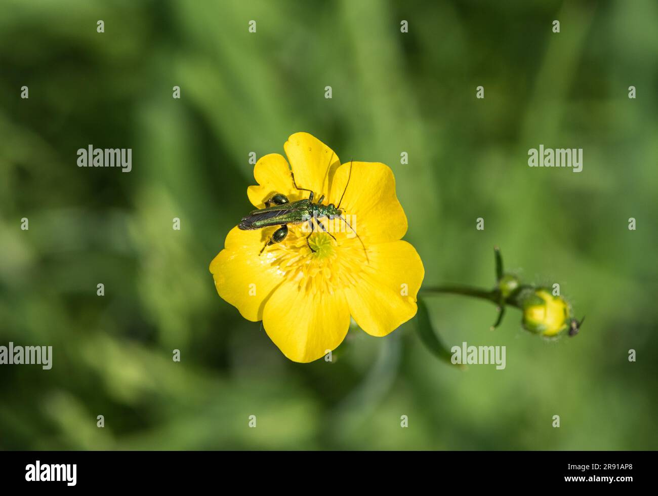 Scarabeo foraggiante a cosce gonfie (Oedemera nobilis) Foto Stock