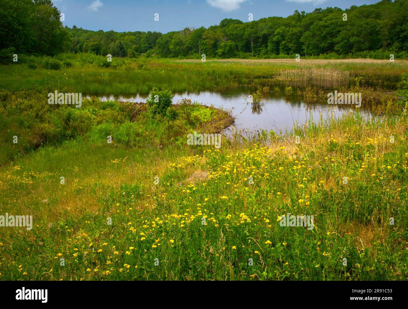 Un piccolo stagno in una palude nell'area ricreativa nazionale di Delaware Water Gap, Pennsylvania Foto Stock