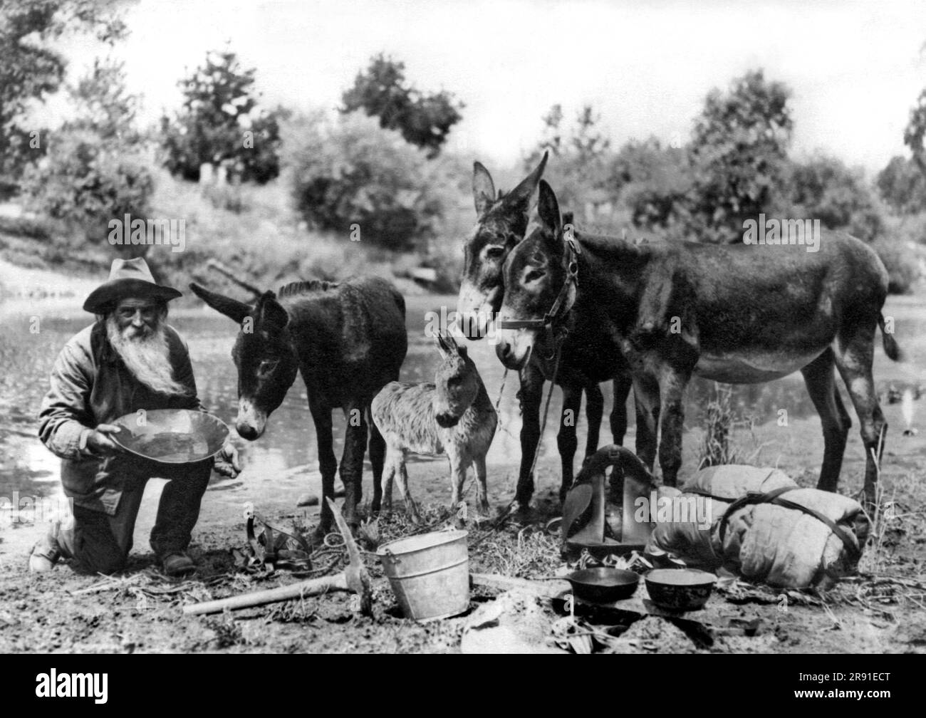 California: circa 1890 Un minatore d'oro californiano nel suo campo con i suoi asini. Foto Stock