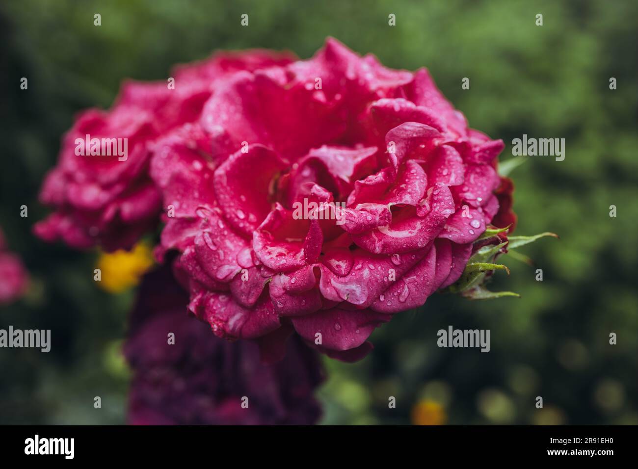Un'immagine macro incredibilmente bella di una rosa Foto Stock