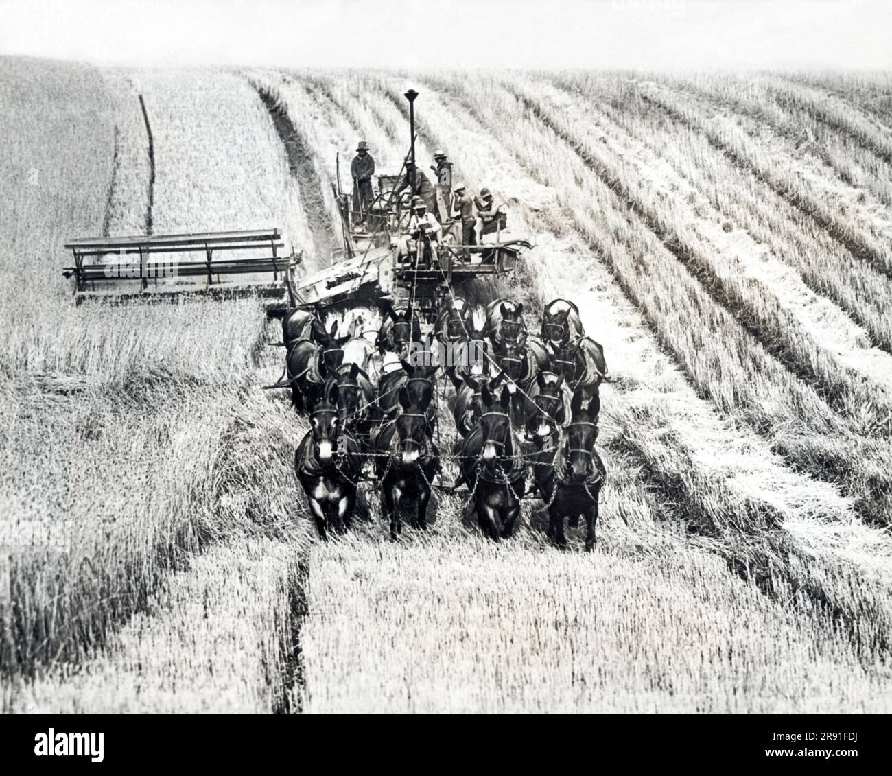 Walla Walla, Washington: 27 settembre 1934 Un'operazione di mietitrebbiatrice di venti muli per la raccolta del grano. Queste enormi macchine tagliano, trebbiano e saccheggiano il grano in un'unica operazione. Foto Stock