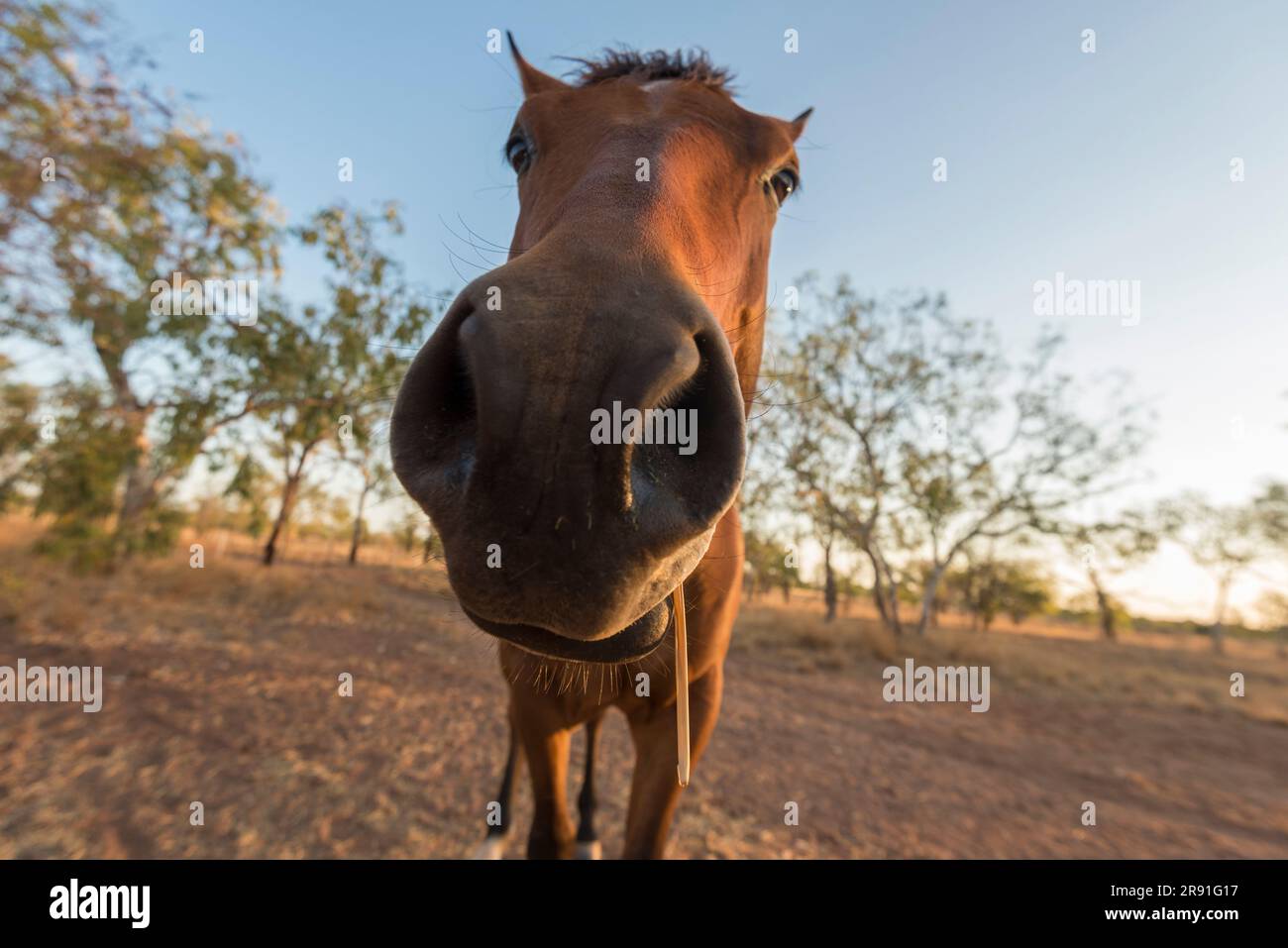 Un curioso cavallo guarda la macchina fotografica in una fattoria sulla Gibb River Road nell'Australia Occidentale, in Australia Foto Stock