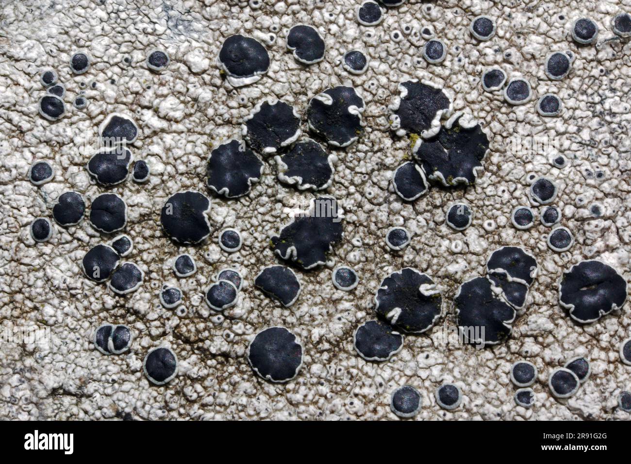 Il lichen Tephromela atra comune si trova su rocce esposte (sia silicee che leggermente basiche) ed è spesso dominante sulle rocce costiere. Foto Stock