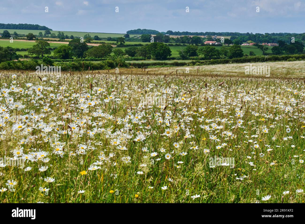 OX-Eye Daisies a Courtyard Farm, vicino a Ringstead, Norfolk Foto Stock