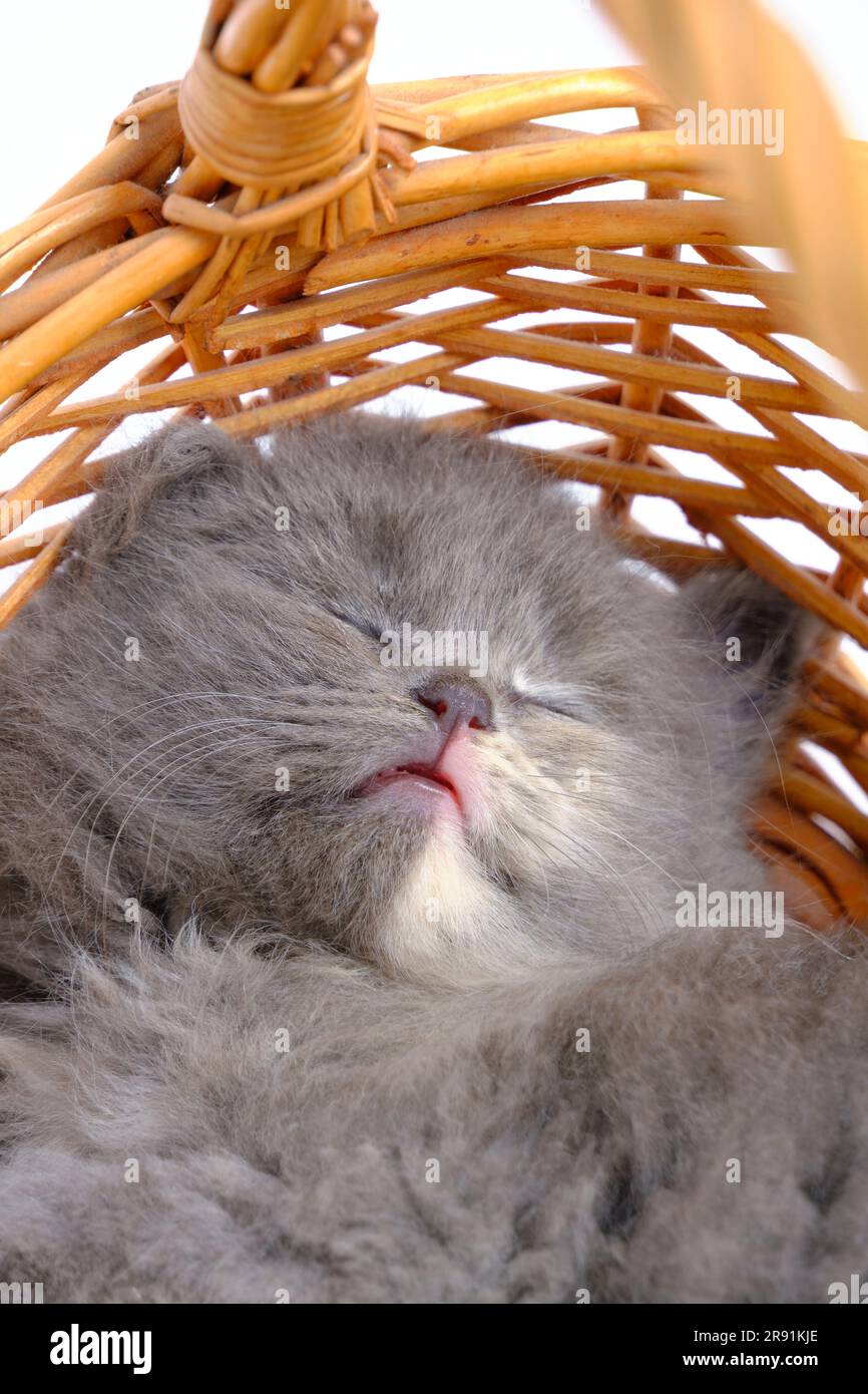 Cestello grigio addormentato e soffice per gattini Foto Stock