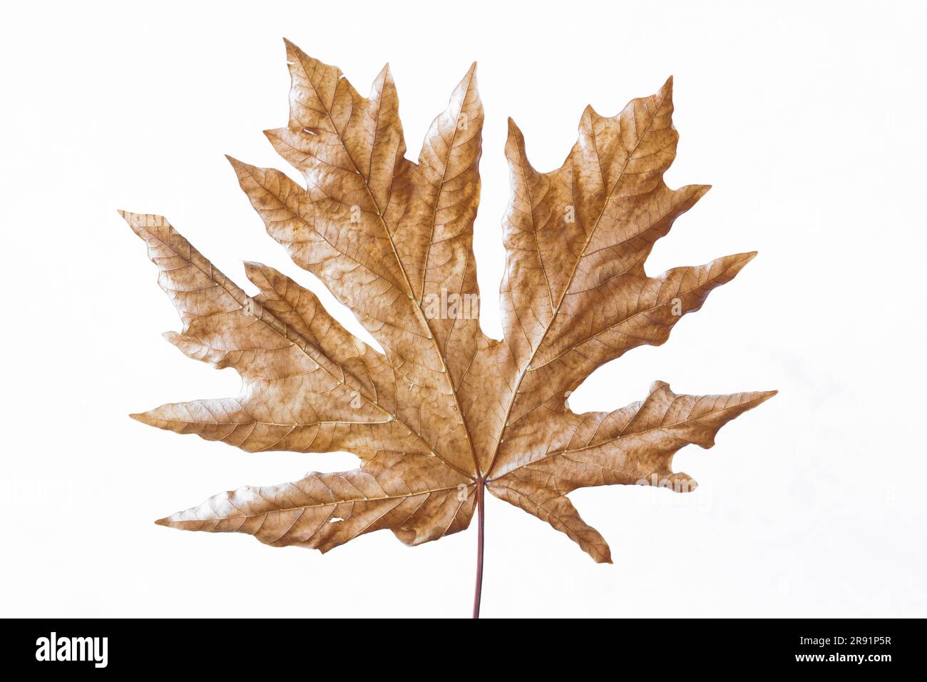 WA24306-00...WASHINGTON - foglie secche di un grande albero di acero. Foto Stock