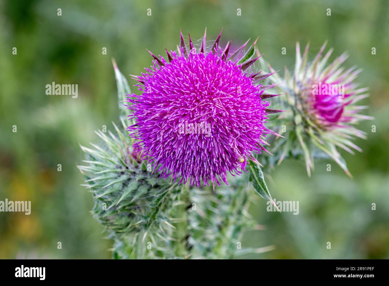 Cardo di muschio (Carduus nutans, annuire thistle) pianta di fiori selvatici che cresce su gesso, Martin Down, Hampshire, Inghilterra, Regno Unito Foto Stock