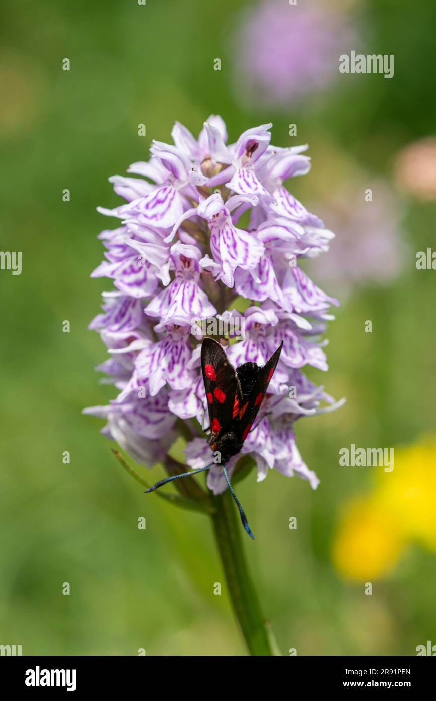 Falena di burnet a cinque punti (Zygaena trifolii) su un'orchidea macchiata comune (Dactylorhiza fuchsii), Hampshire, Inghilterra, Regno Unito, durante giugno Foto Stock