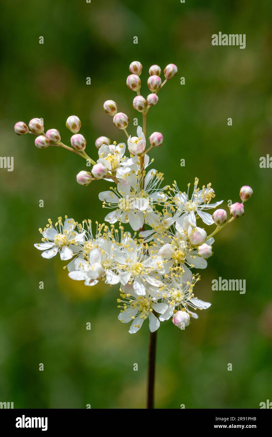 Filipendula vulgaris, comunemente noto come antopoverte o antofola di felce, fiore selvatico sulla prateria di gesso fiorita a giugno, Hampshire, Inghilterra, Regno Unito Foto Stock