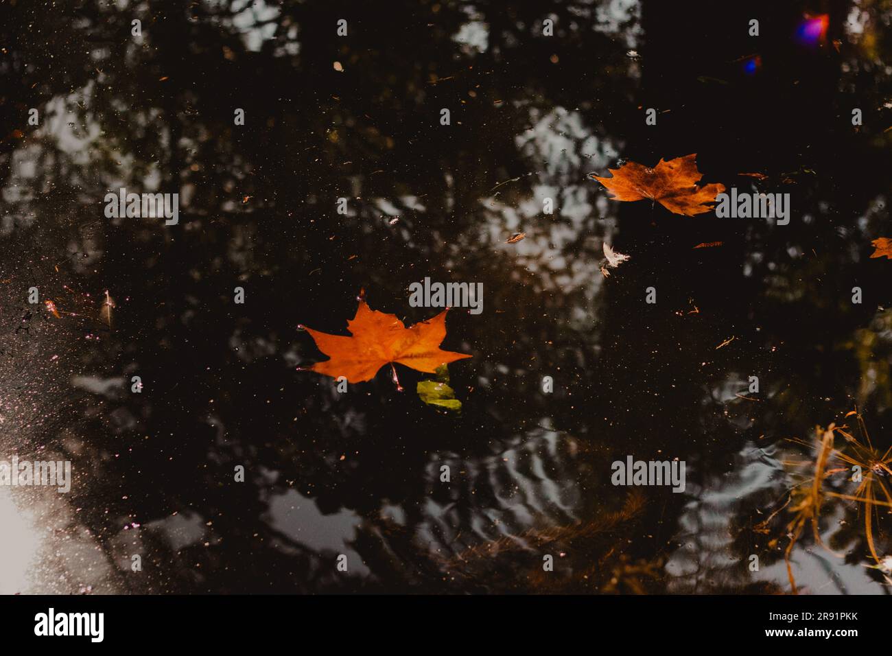 foglie autunnali galleggianti nel lago Foto Stock