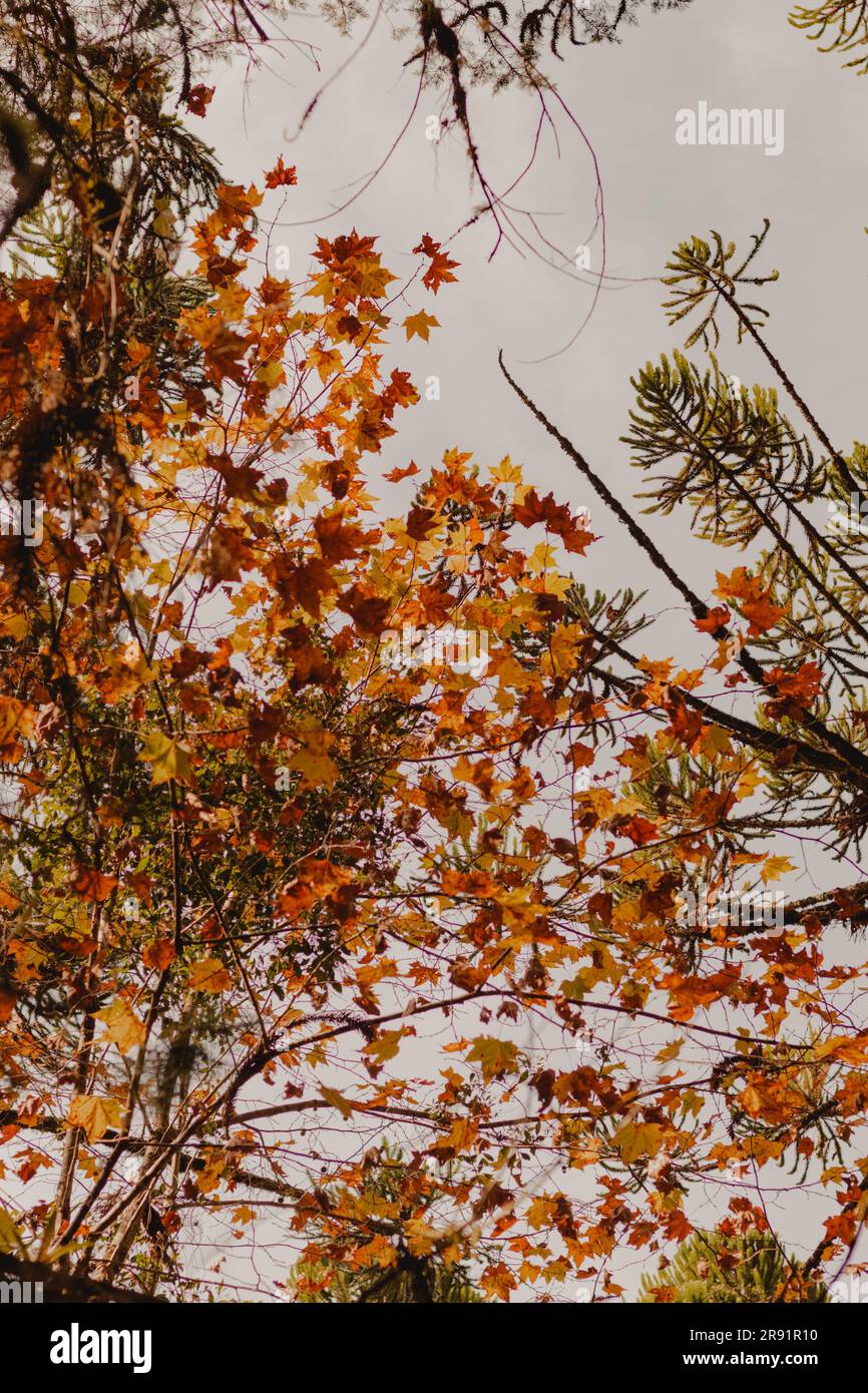 l'autunno lascia nel cielo Foto Stock