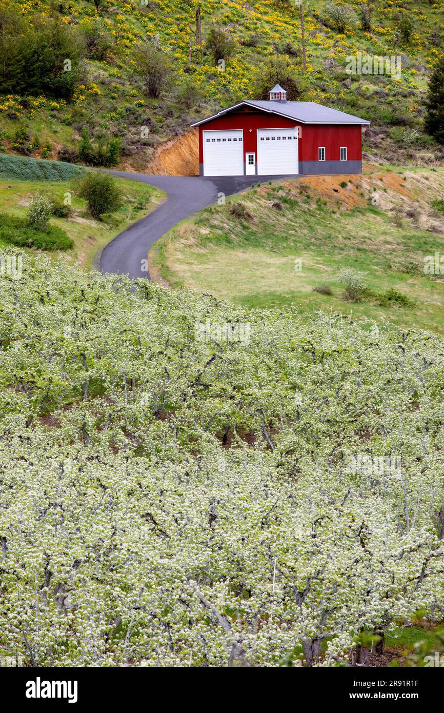 WA24451-00....WASHINGTON - alberi da frutto nella valle del fiume Wenatchee. Foto Stock