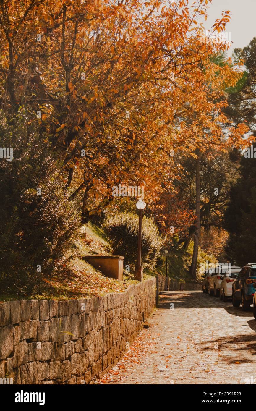 In autunno gli alberi del parco Foto Stock