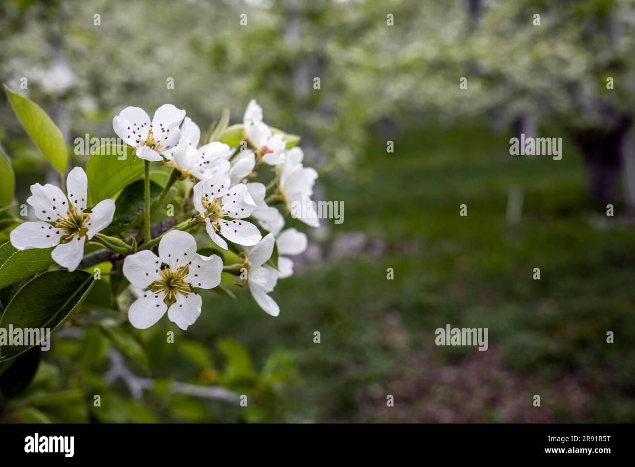 WA24459-00....WASHINGTON - alberi da frutto nella valle del fiume Wenatchee. Foto Stock