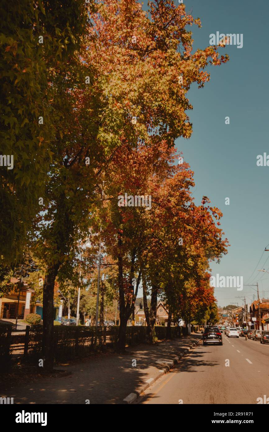 caduta degli alberi per strada Foto Stock