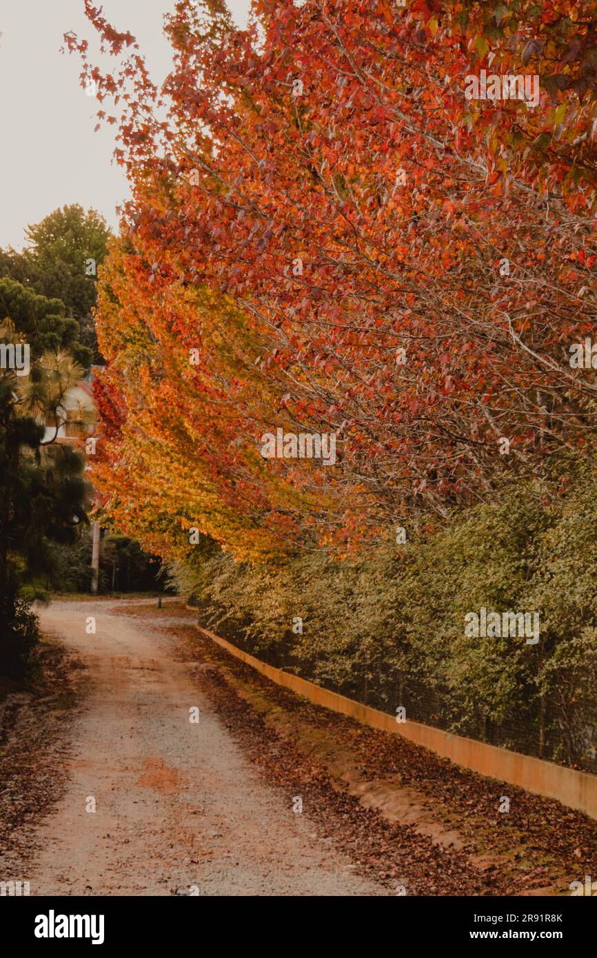 sentiero degli alberi caduti Foto Stock