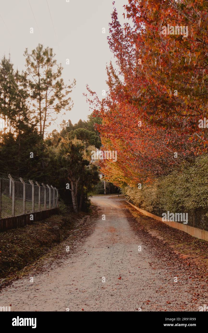 sentiero con alberi autunnali Foto Stock