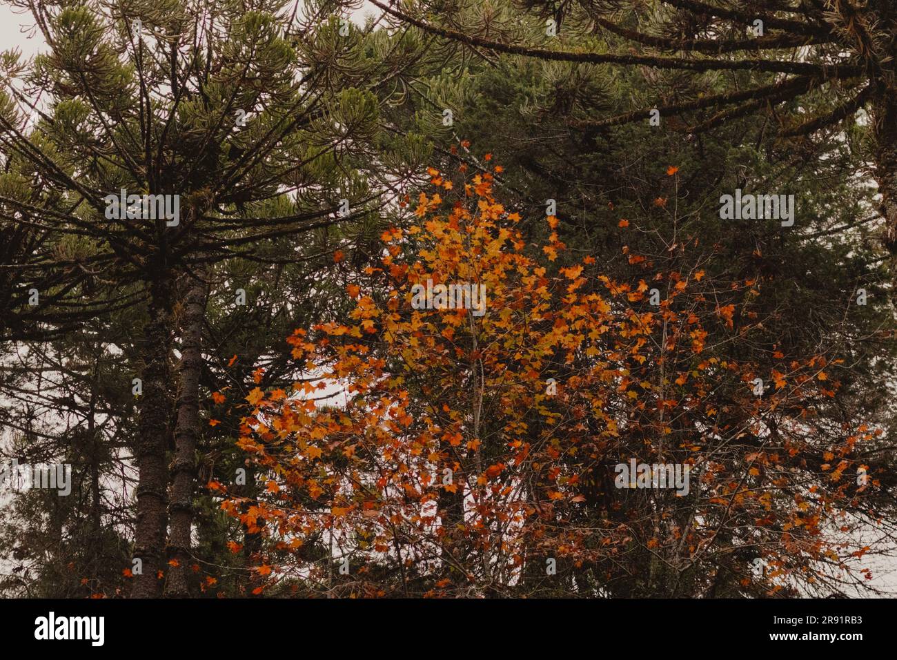 Albero con foglie di autunno Foto Stock