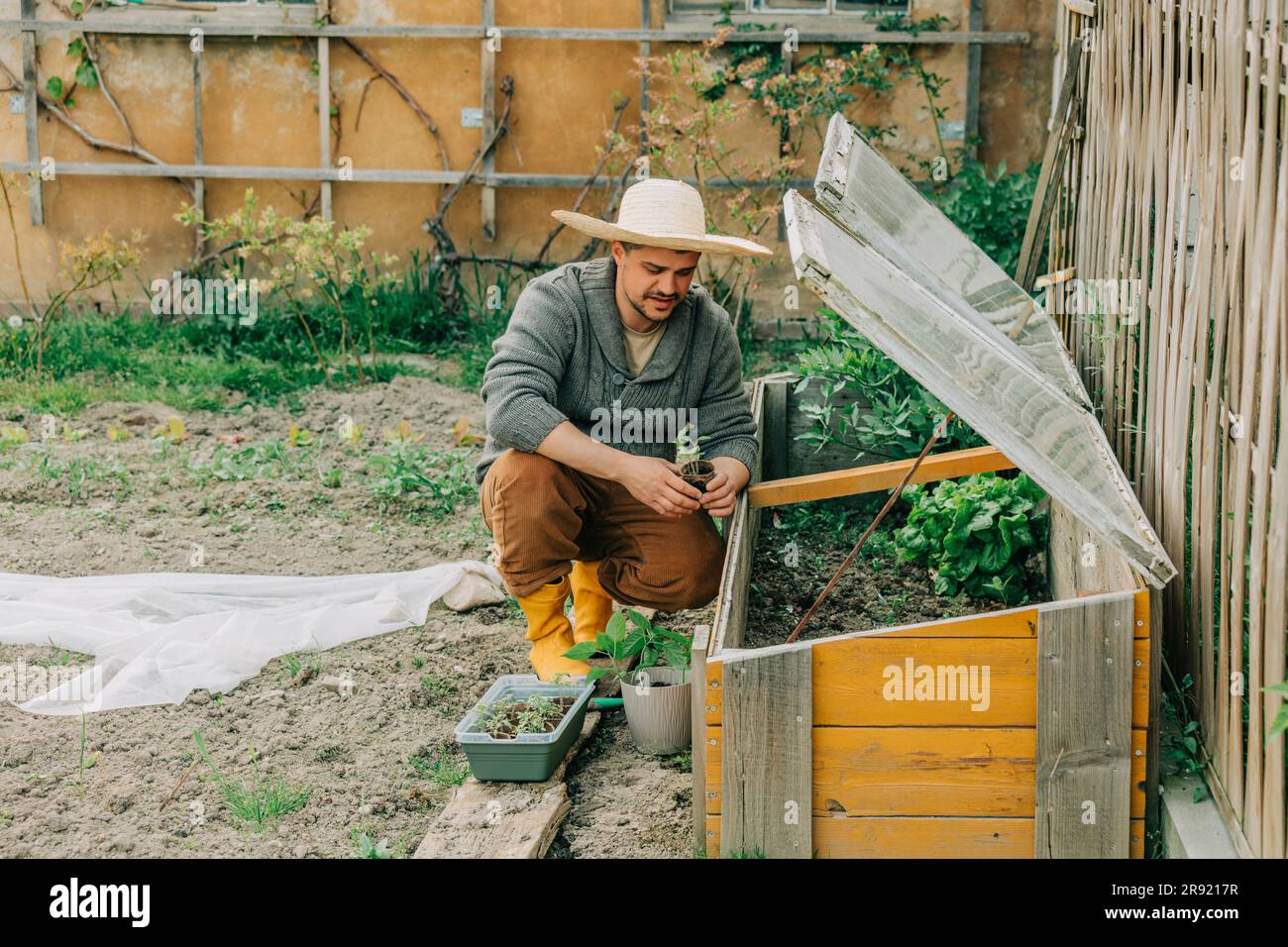 Uomo che piantina piantine di piante vegetali in una cornice fredda in giardino Foto Stock