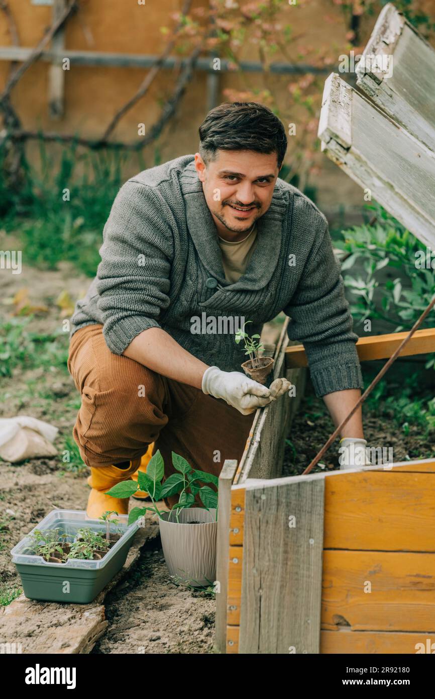 Uomo sorridente che piantina piantine di piante vegetali in una cornice fredda in giardino Foto Stock