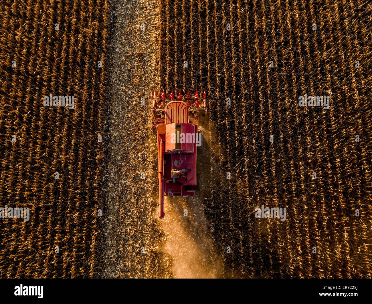 Mietitrebbiatrice per la raccolta di prodotti in un'azienda agricola di mais Foto Stock