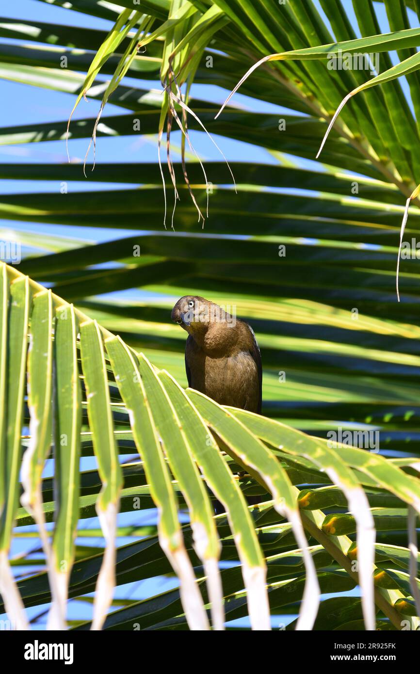 Great Tailed Crackle arroccato su un albero di cocco Foto Stock