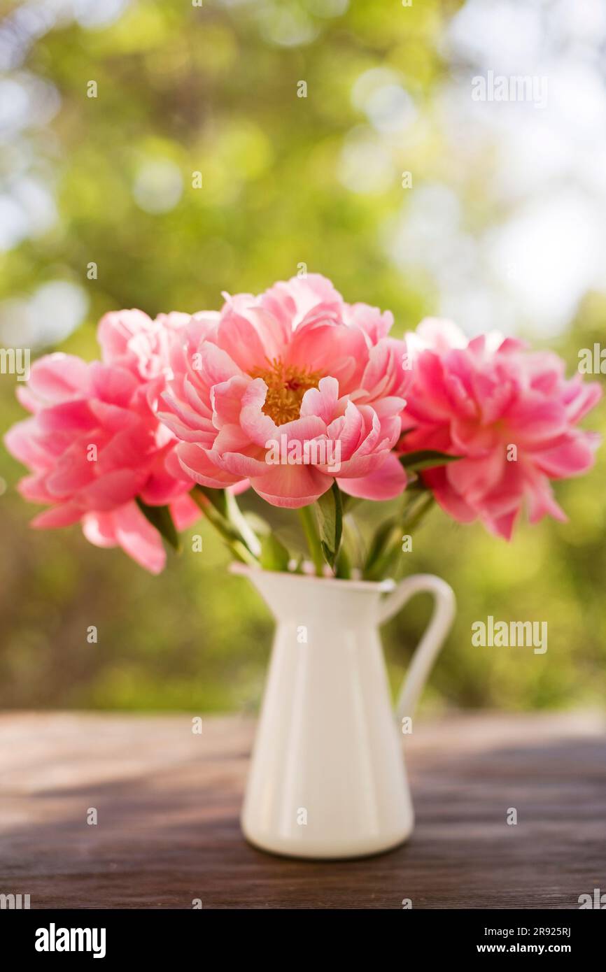 Le peonie in brocca sono incantate dai coralli in fiore Foto Stock