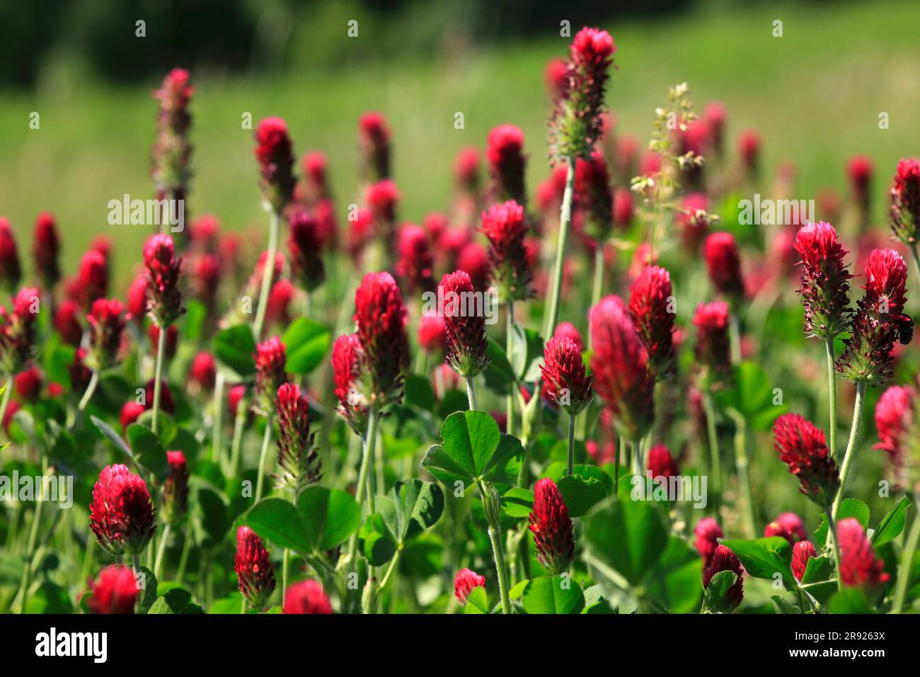 Trifoglio viola che fiorisce nel prato primaverile Foto Stock