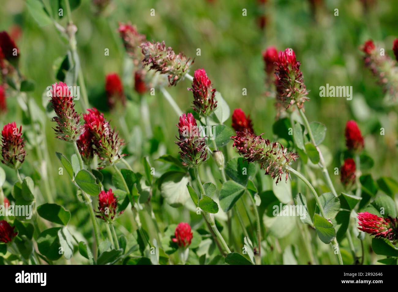 Trifoglio viola che fiorisce nel prato primaverile Foto Stock