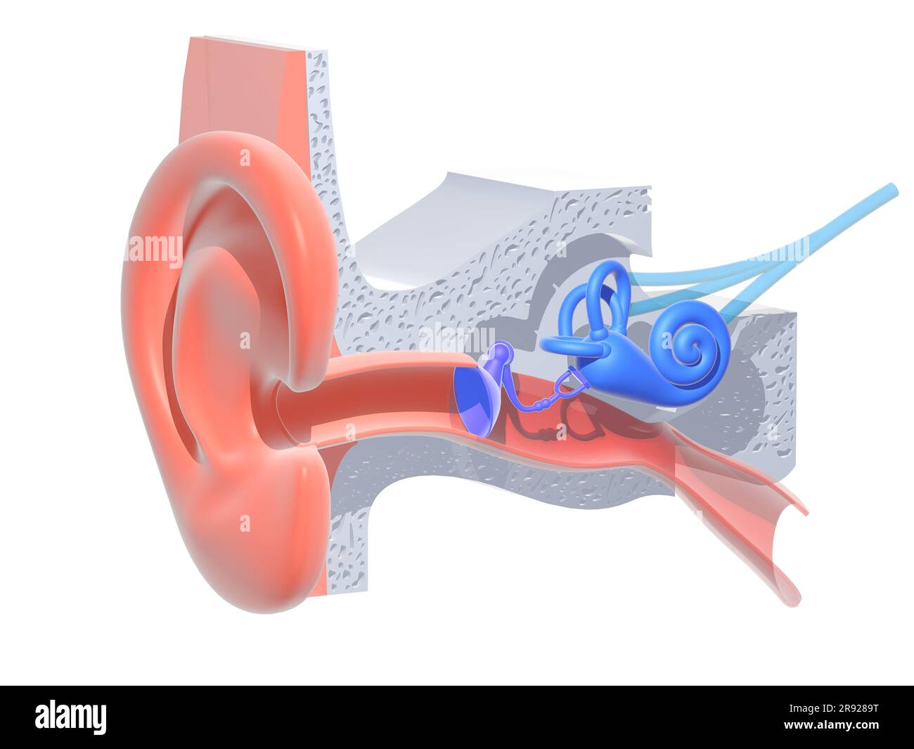 illustrazione 3d dell'anatomia dell'orecchio interno su sfondo bianco. Rappresentazione grafica trasparente dell'interno; lumaca, ossa, timpano, nervi e orecchie. Foto Stock