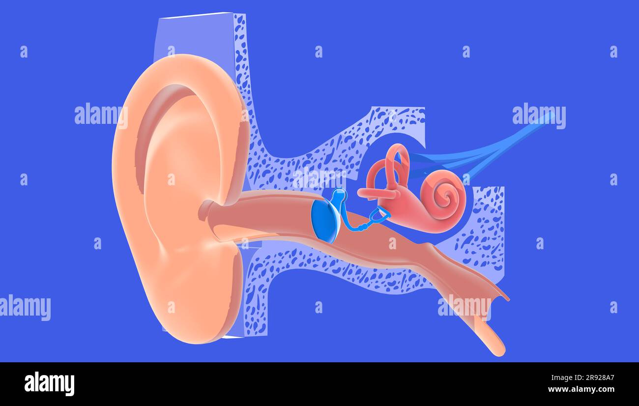 illustrazione 3d dell'anatomia dell'orecchio interno con colori piatti, ritagliata su sfondo blu. Rappresentazione grafica trasparente dell'interno, della lumaca, dell'osso Foto Stock