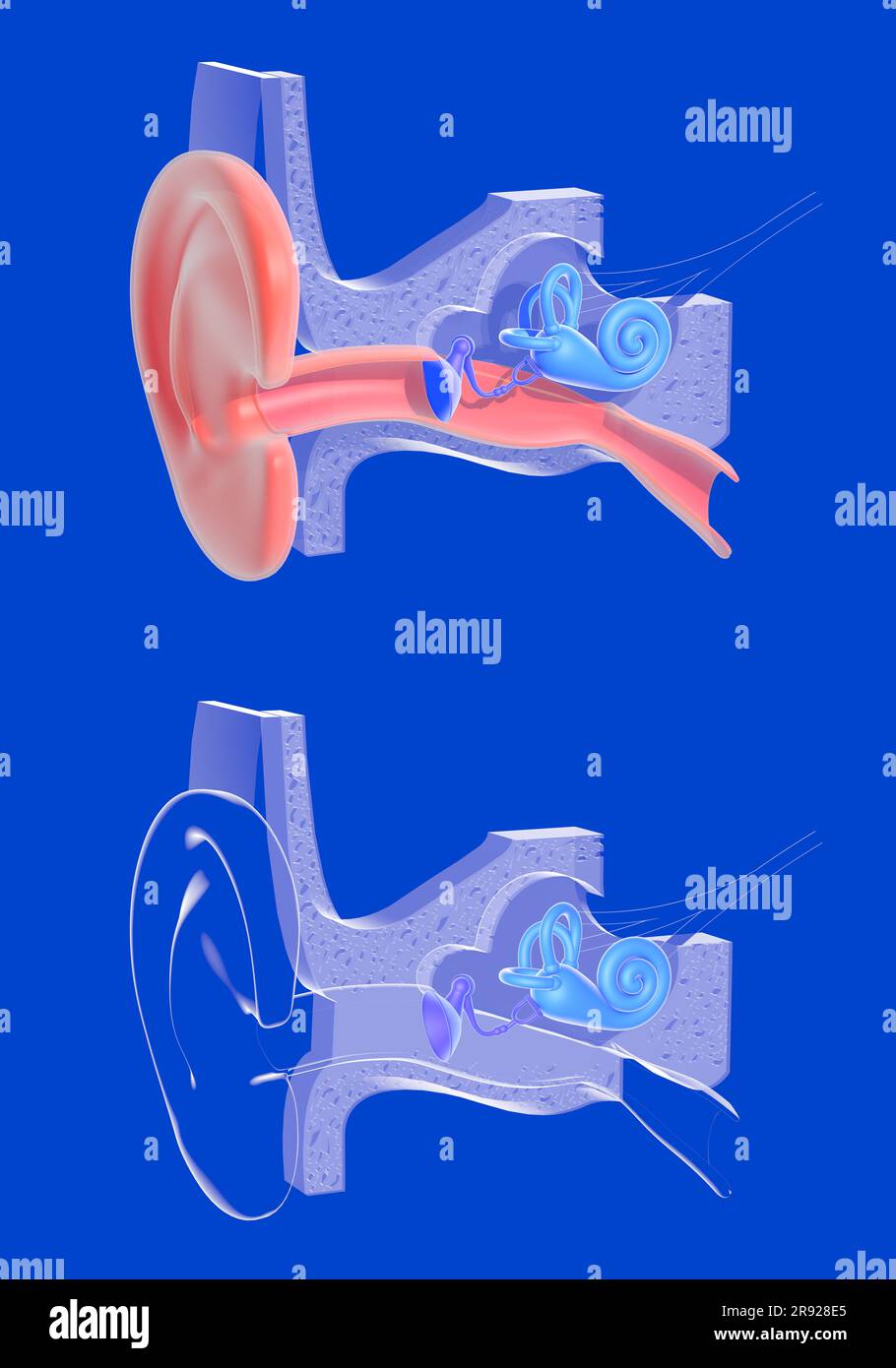 illustrazione 3d dell'anatomia dell'orecchio interno, in due immagini su sfondo blu. Rappresentazione grafica trasparente dell'interno, della lumaca, delle ossa, Foto Stock