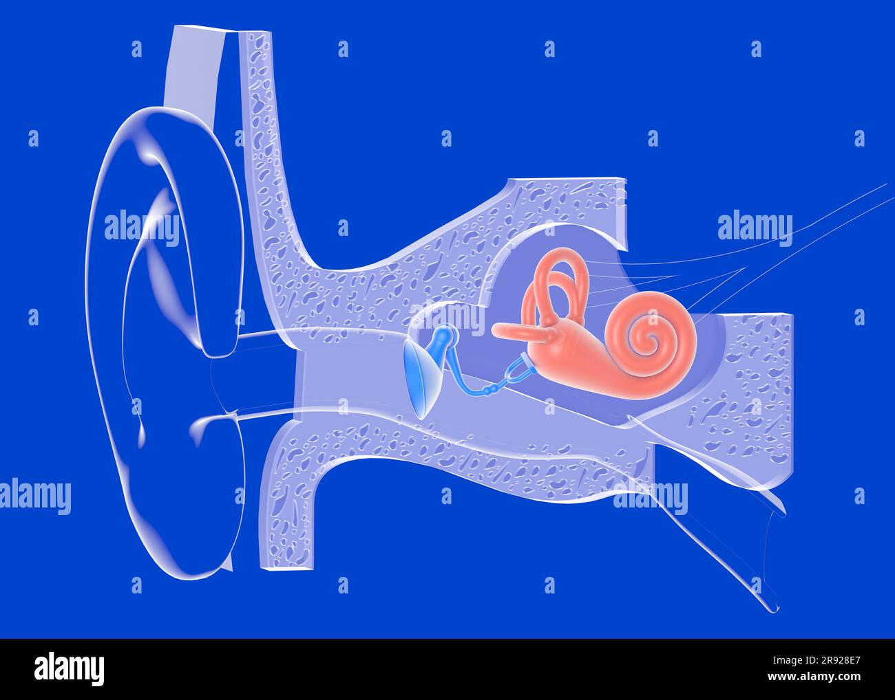 illustrazione 3d dell'anatomia dell'orecchio interno su sfondo blu. Rappresentazione grafica trasparente dell'interno, della lumaca, delle ossa, del timpano, dei nervi e dell'e Foto Stock