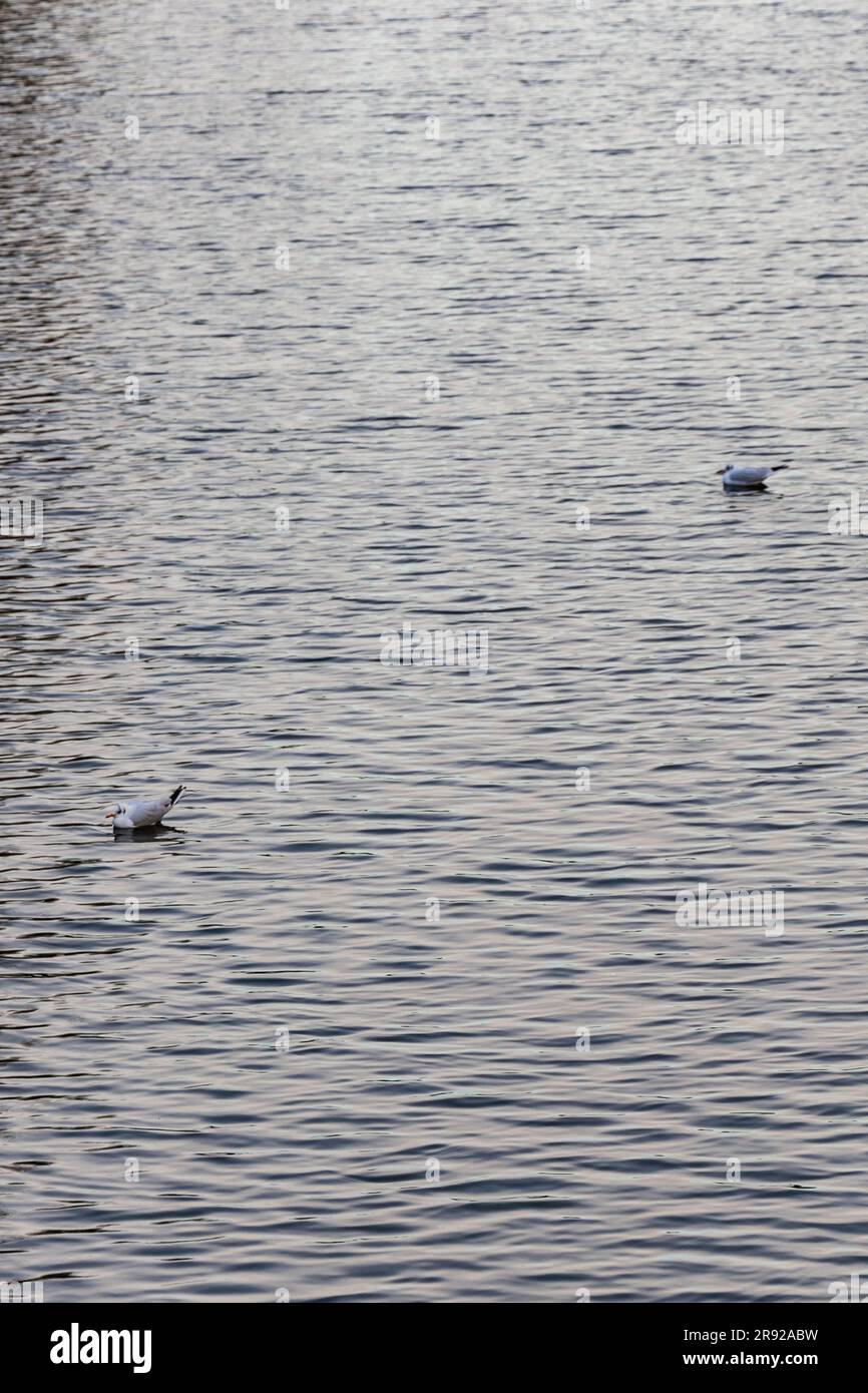 Due piccoli uccelli bianchi che nuotano sull'acqua nel fossato della città nel centro della città in una giornata ventosa Foto Stock