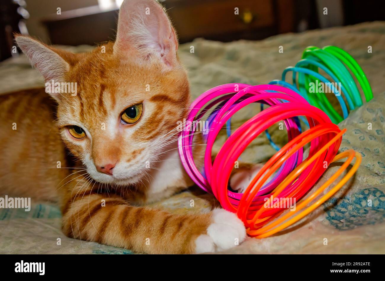 Wolfie, un gattino arancione e bianco di 10 settimane, gioca con un giocattolo primaverile di plastica Slinky, il 7 giugno 2023, a Coden, Alabama. Foto Stock