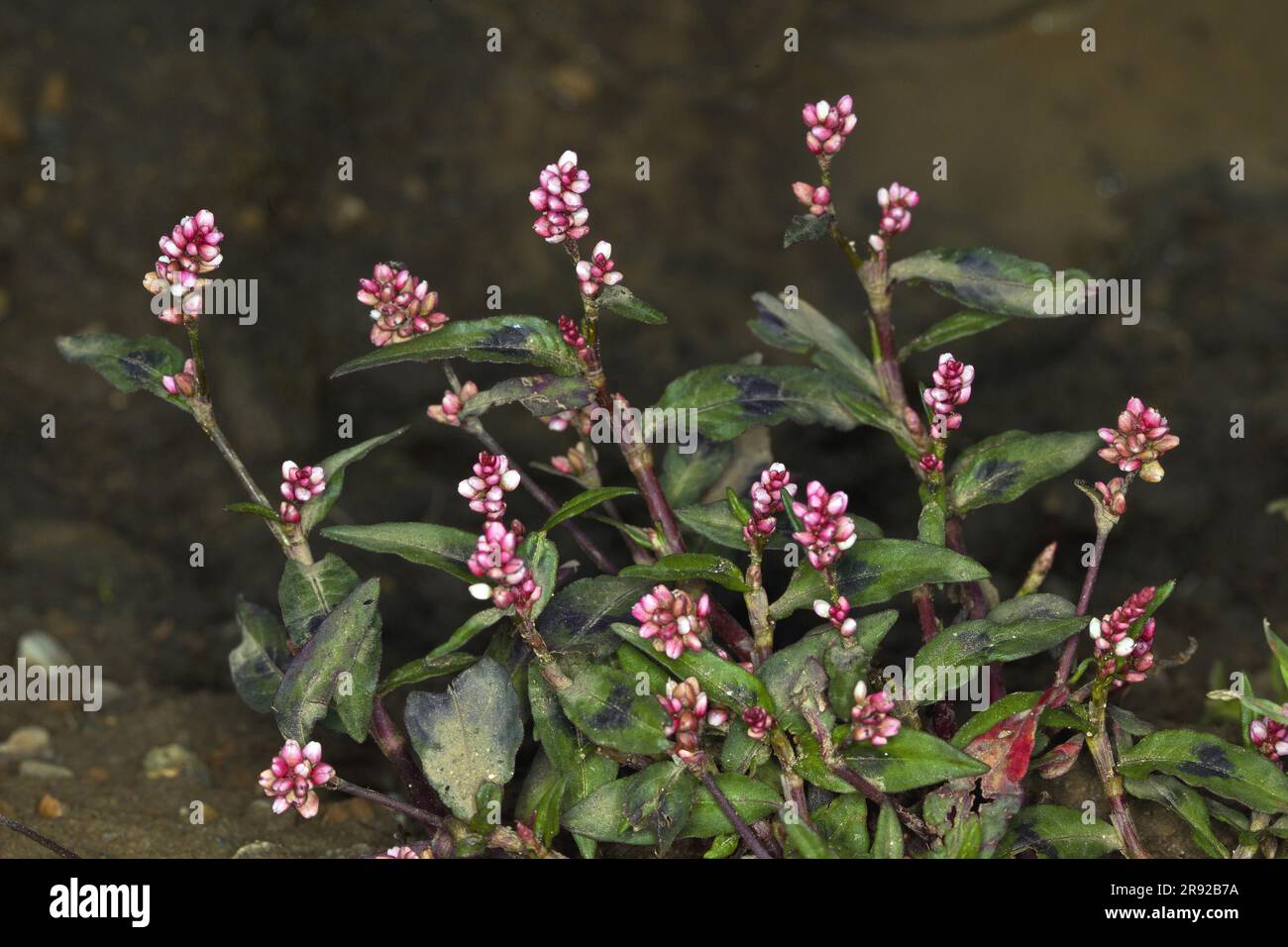 Dock-leaf smartweed (Persicaria lapathifolia, Polygonum lapathifolium), fioritura, Germania Foto Stock