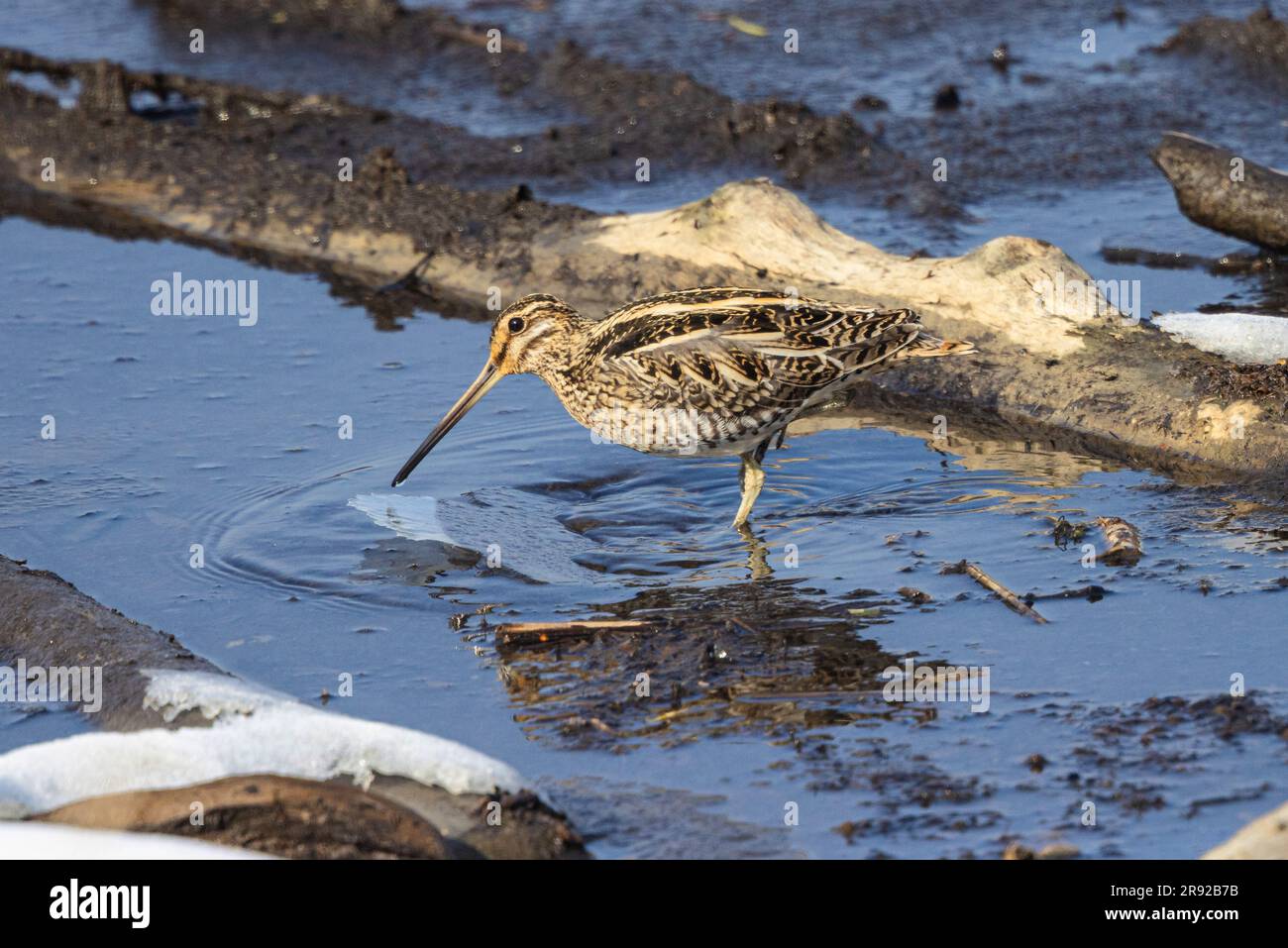 Macchia comune (Gallinago gallinago), su una piccola calotta di ghiaccio per nuotare, vista laterale, Germania, Baviera Foto Stock