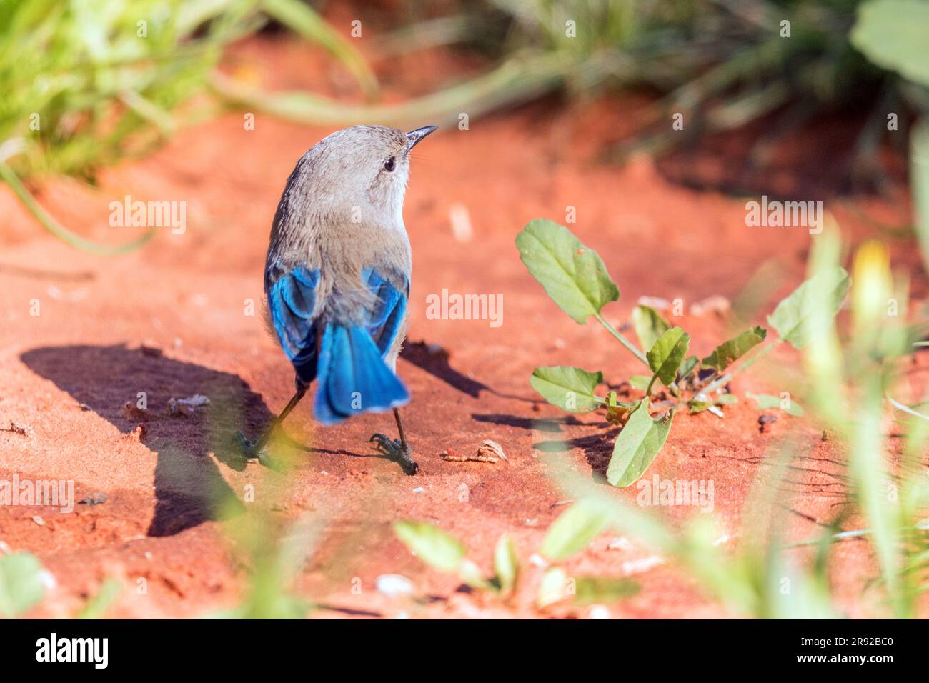 Splendida favola, splendida wren, blu wren (Malurus splendens), situata a terra, Australia, territorio del Nord, Alice Springs Desert Park Foto Stock