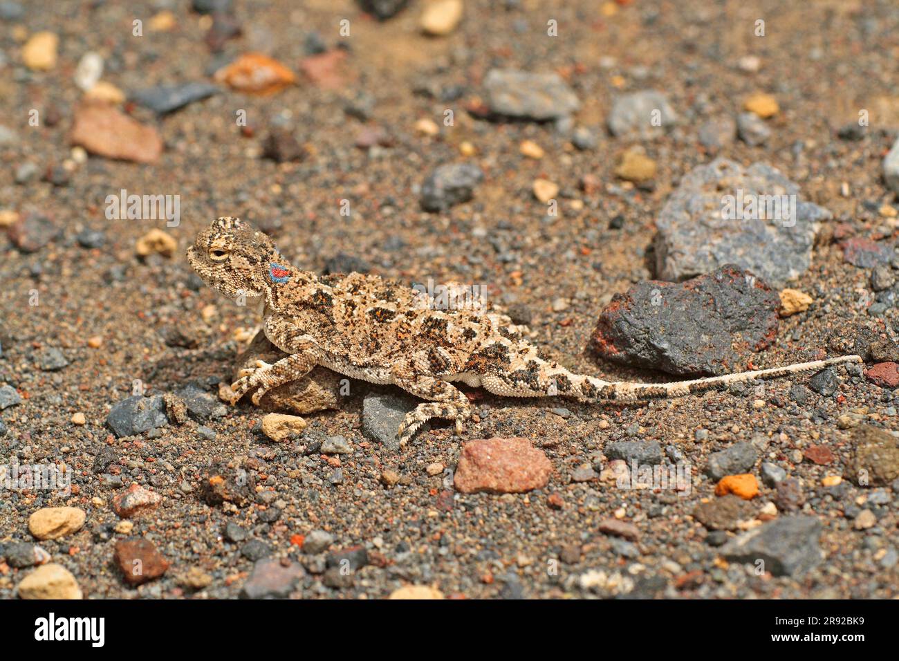 Agama a testa di rospo persiano (Phrynocephalus persicus), a terra, vista laterale, Turchia, Anatolia, Anatolia orientale Foto Stock