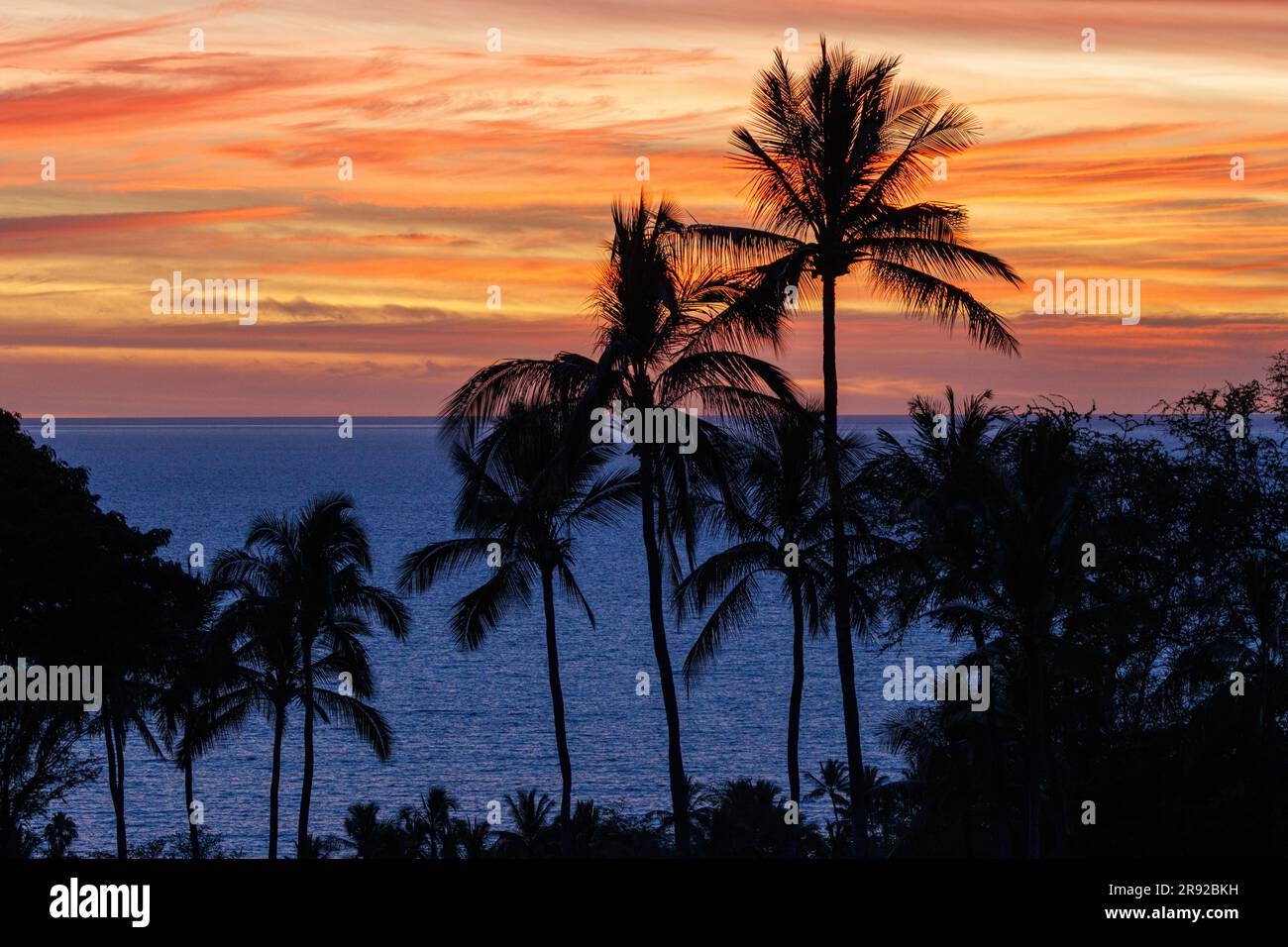 Palme da cocco (Cocos nucifera), palme da cocco di fronte al mare e al tramonto, USA, Hawaii, Maui, Kihei Foto Stock