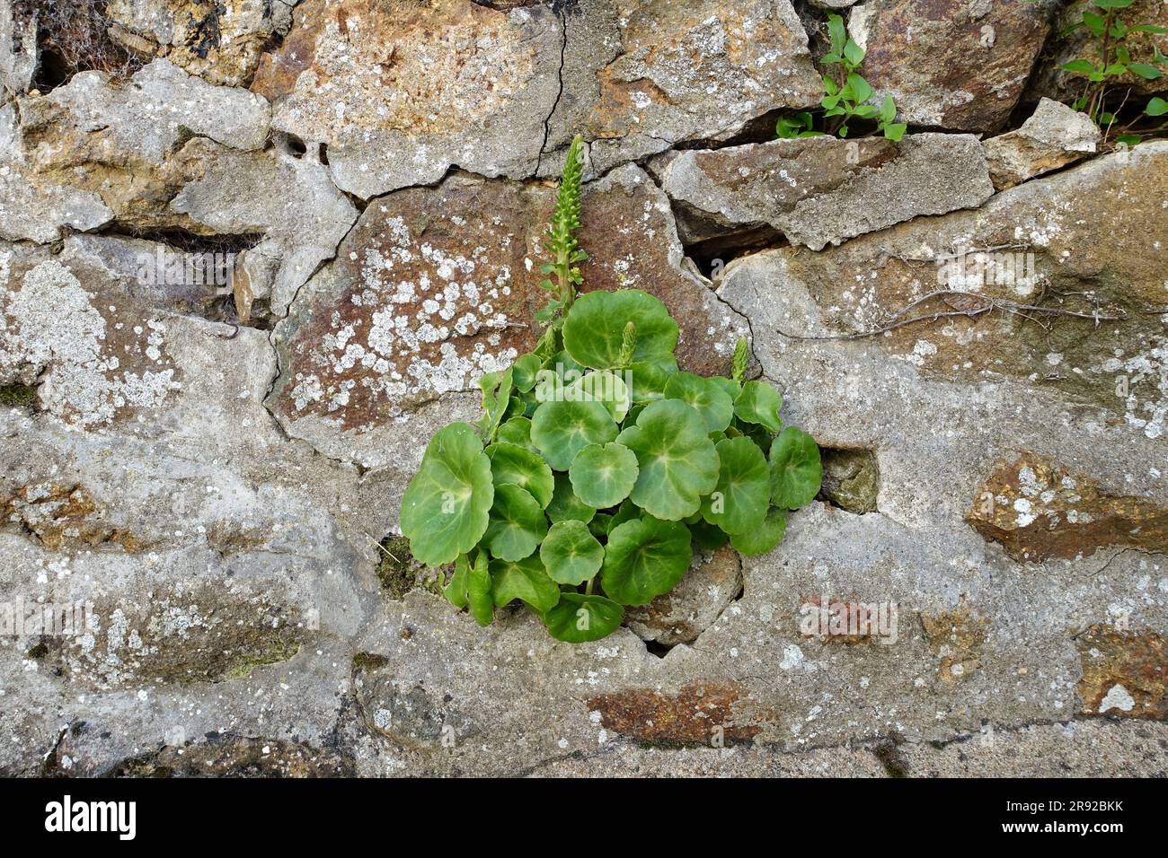 Navelwort, pennywort (umbilicus rupestris), su un muro di pietra naturale, Francia, Bretagna Foto Stock