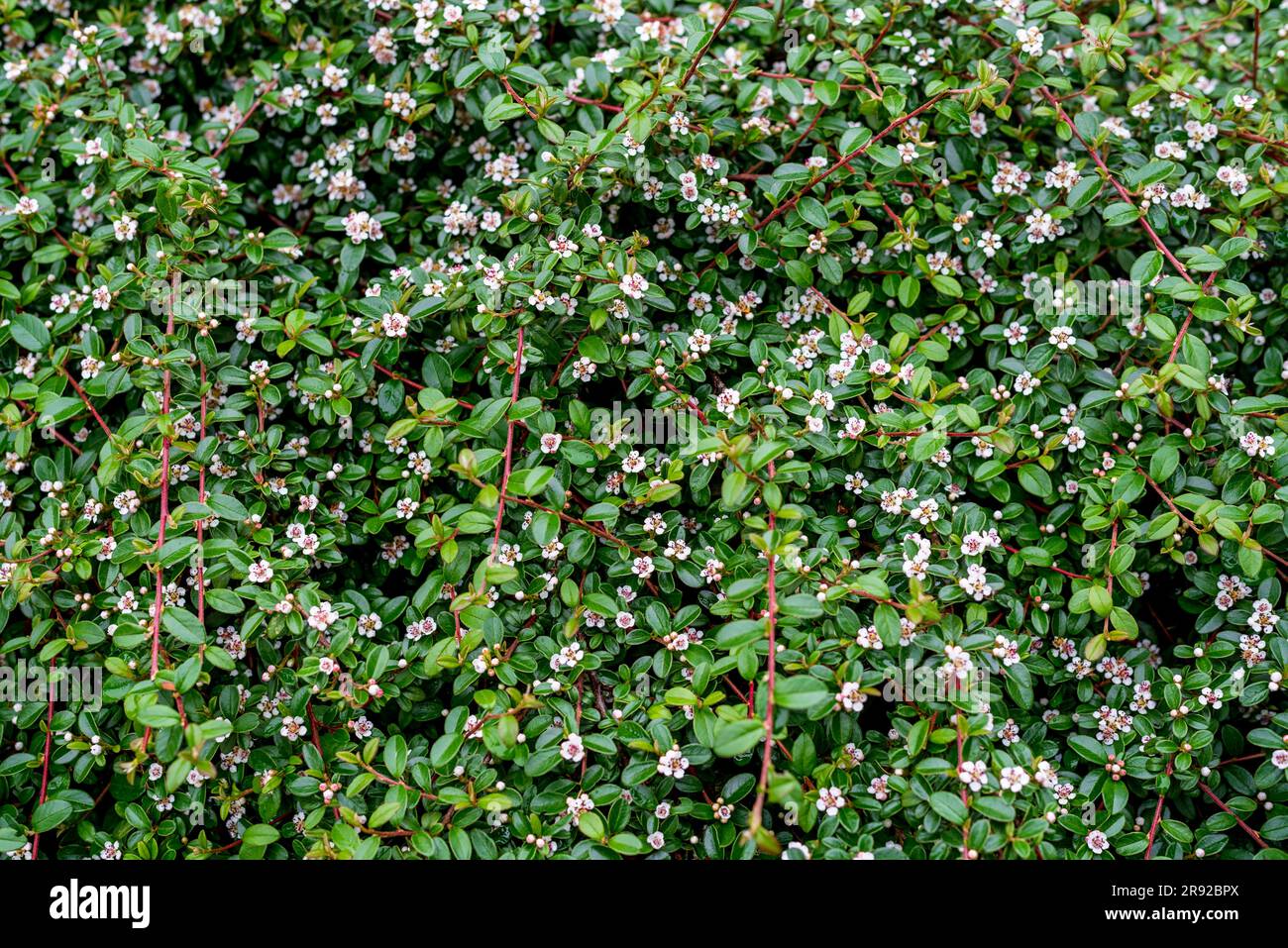 Il Cotoneaster dammeri, il cotoneaster all'arbusto, è una specie di pianta in fiore del genere Cotoneaster, appartenente alla famiglia Rosaceae, originaria della Foto Stock
